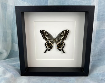 Gerahmter echter Schmetterling Papilio Lormieri Rückseite