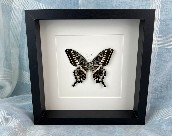 Framed real butterfly Papilio Lormieri backside