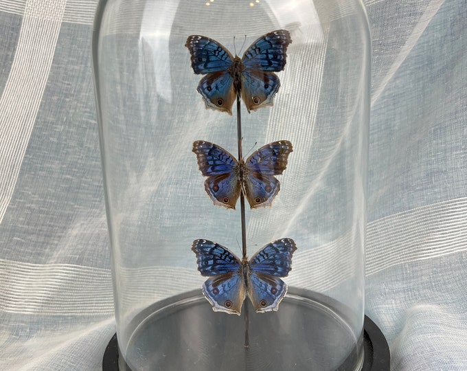 Real butterflies Junonia Rhadama in stolp