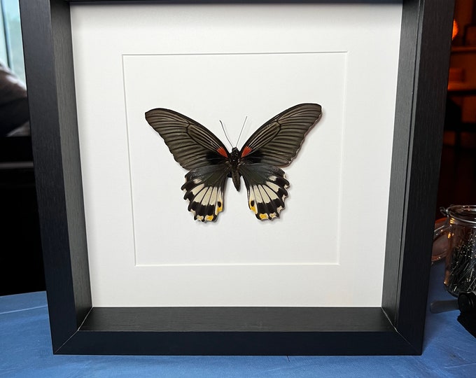 Framed real butterfly Papilio Memnon