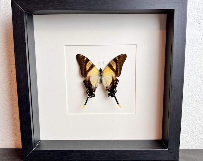 Framed real butterfly Eurytides Serville