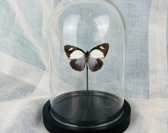 Real butterfly in glass dome - taxidermy home decor