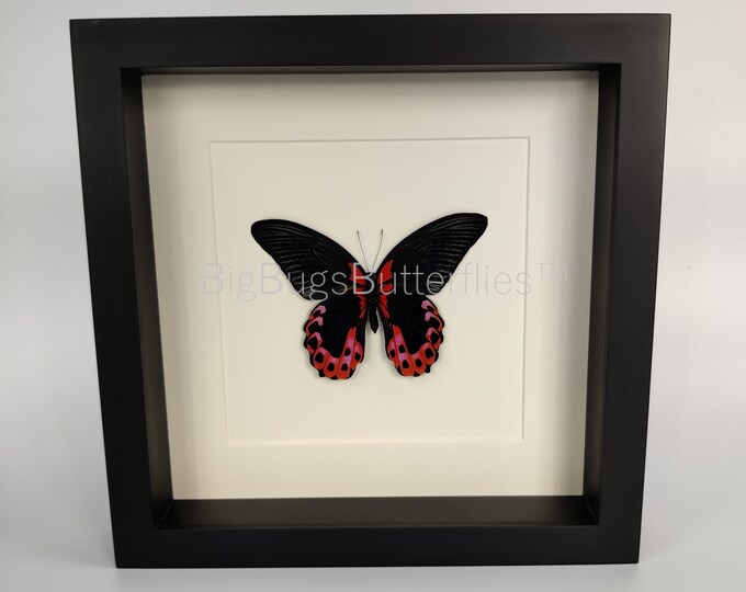 Framed real butterfly Papilio Rumanzovia