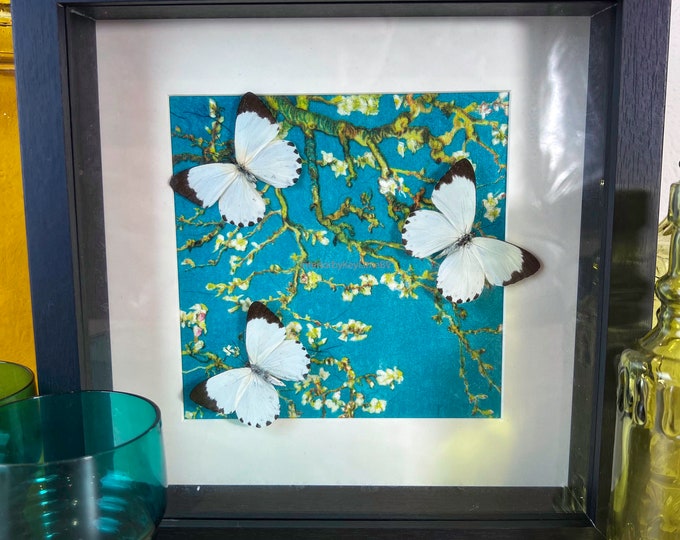 Framed real butterflies and print in frame