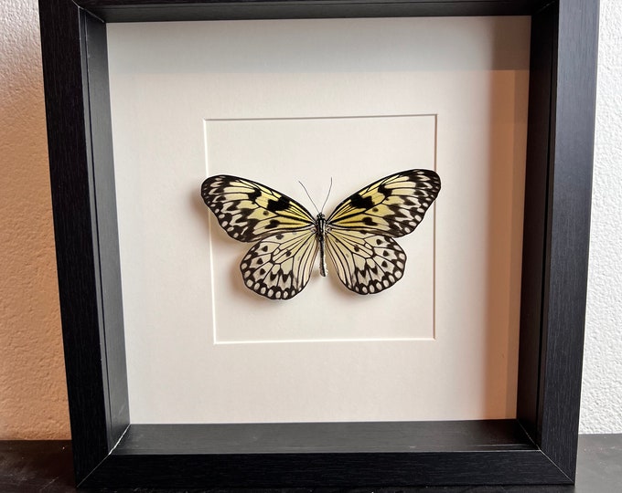 Real butterfly Idea Leuconoe in frame