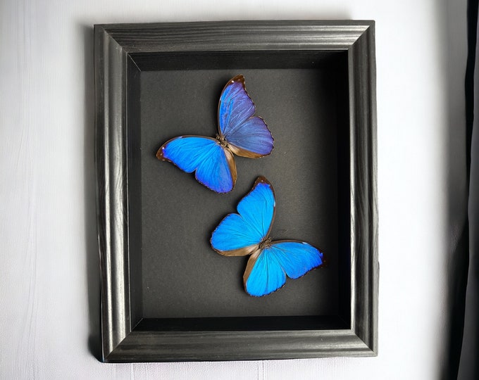 Framed butterflies Morpho Menelaus