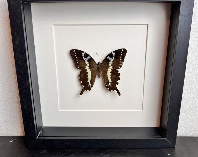 Framed real butterfly Papilio Delalandei