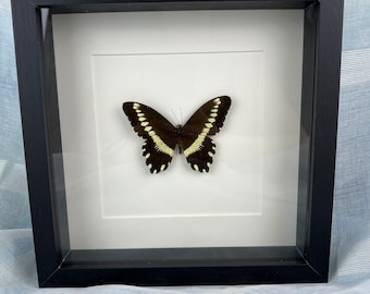 Unique Papilio Mechowi Butterfly Display in Framed Shadow Box