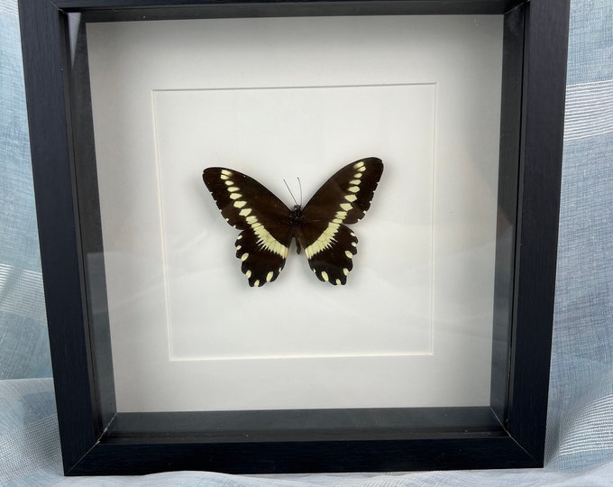 Unique Papilio Mechowi Butterfly Display in Framed Shadow Box