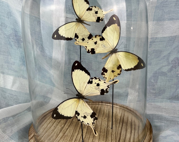 Elegant Home Decor: Real Butterflies Papilio Dardanus in Glass Dome
