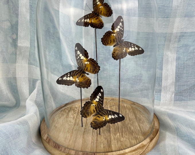Glass Dome Display with Preserved Parthenos Sylvia Butterfly - Home Decor Accent