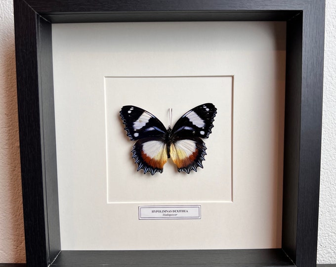 Framed real butterfly Hypolimnas Dexithea with nametag