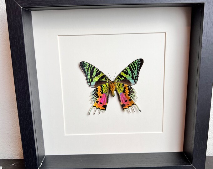 Real framed butterfly Urania Ripheus -rearside-