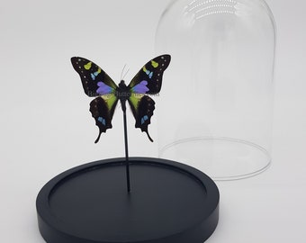 Real Graphium Weiskei in dome - taxidermy entomology curiosa insect nature butterfly photography exotic natural deco