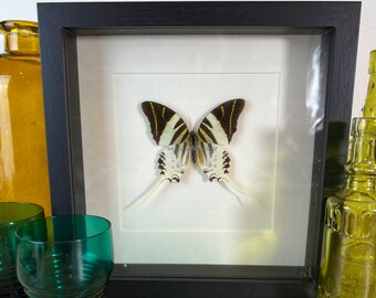 Ingelijste echte vlinder Graphium Androcles