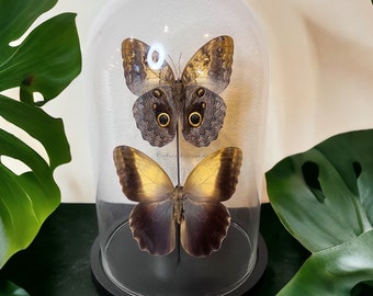Real butterflies Caligo Owl Eye