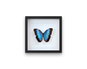 Framed real butterfly Morpho Peleides