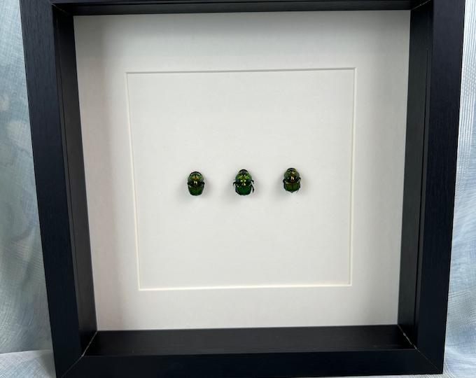 Framed real beetles