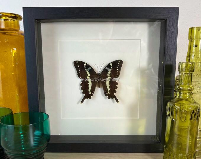 Framed real butterfly
