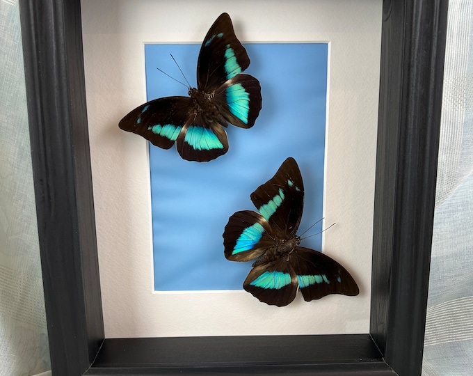 Real butterflies Prepona in frame