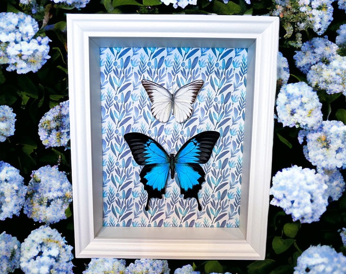 Framed real butterflies Papilio Ulysses and Appias Hombroni