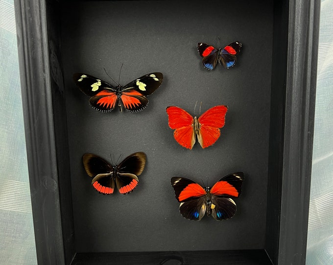 Framed real butterflies mix red