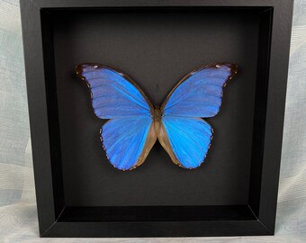 Exotic Real Butterfly Morpho Didius Frame - Black Background Taxidermy Display