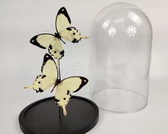 2 Real butterflies Papilio Dardanus in dome
