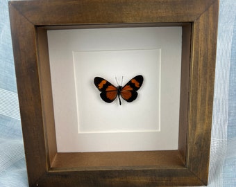 Framed real butterfly Altinote Negra