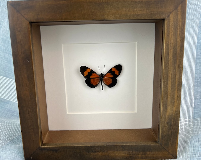 Framed real butterfly Altinote Negra