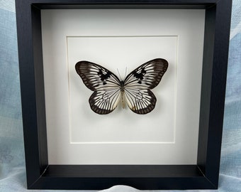 Real butterfly Idea Blanchardi Munaensis in frame