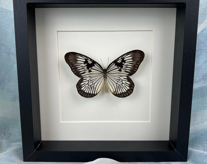 Real butterfly Idea Blanchardi Munaensis in frame