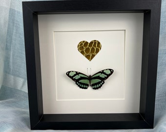 Framed real butterfly Philaethria Dido and gold leather heart