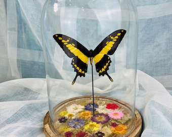 Papilio Thoas Butterfly Encased in Glass Dome | Dried Flower Decor | 25x17 cm | Real Eye-Catching Interior Decor