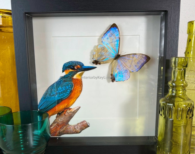 Framed real butterfly Morpho and Kingfisher print in frame