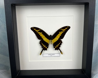 Framed real butterfly Papilio Thoas with nametag
