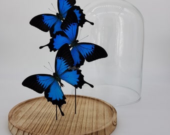 3 real butterflies Papilio Ulysses in dome