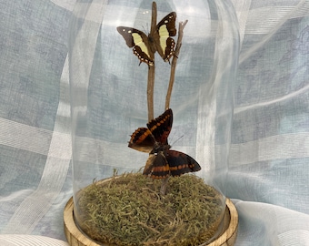 2 real butterflies Charaxes Lucretius and Polyura Athama