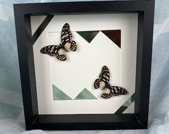 Ingelijste echte vlinders Graphium Leonidas en print in frame