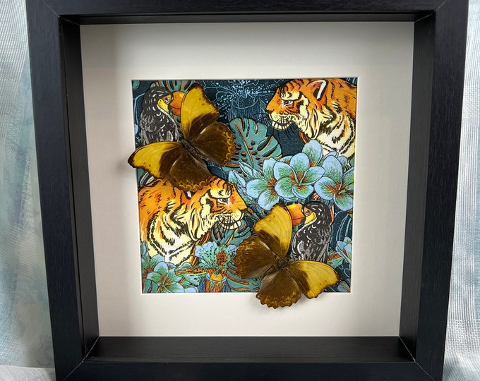 Framed real butterflies Cymothoe Haynac on a print