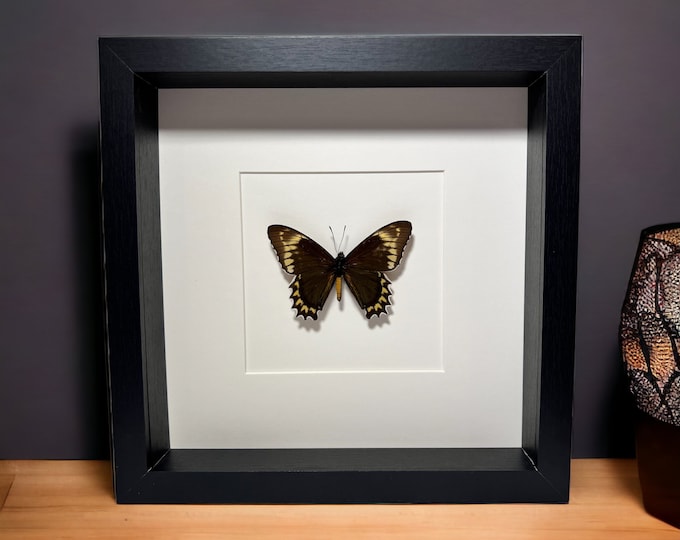 Framed real butterfly Battus Madyes Chlorodamas