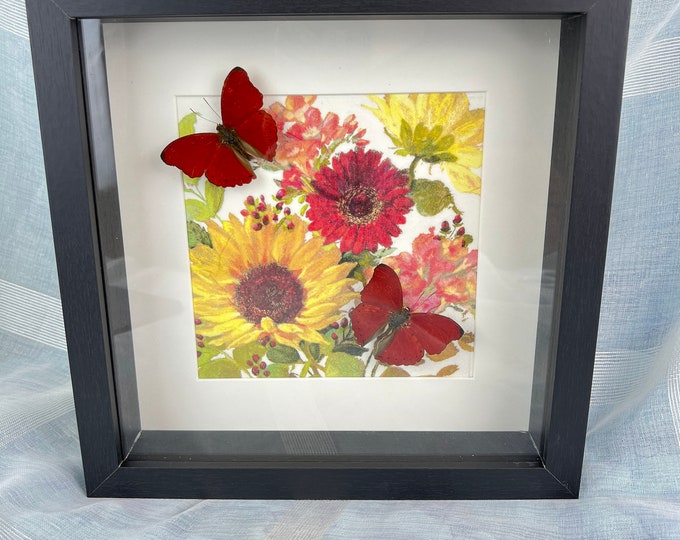 Framed real butterflies Cymothoe Sangaris and print in frame