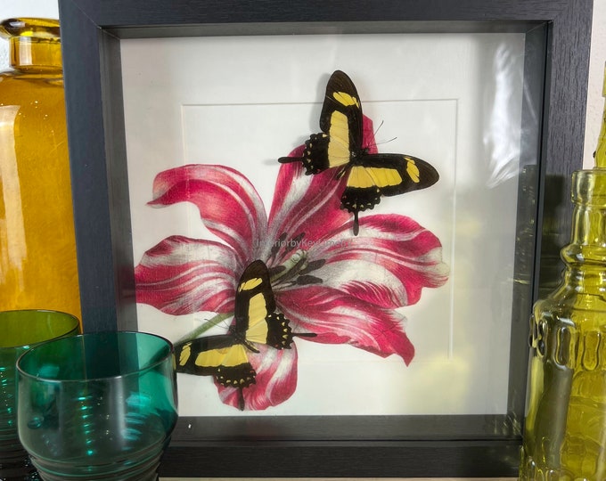 Framed real butterfly Papilio Torquatus and print