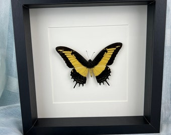 Framed real butterfly Papilio Androgeus