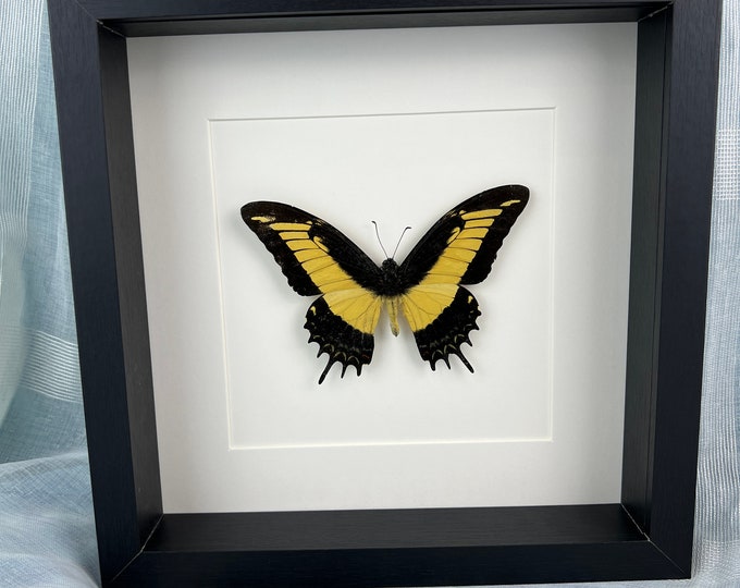 Framed real butterfly Papilio Androgeus