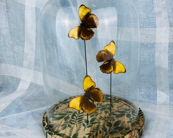 Exquisite Cymothoe Haynac Butterfly Display in Glass Dome - Stunning Home Decor Piece