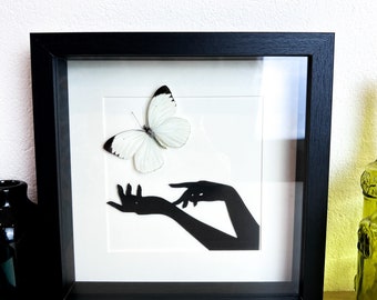 Framed real butterfly Ascia Bunaie
