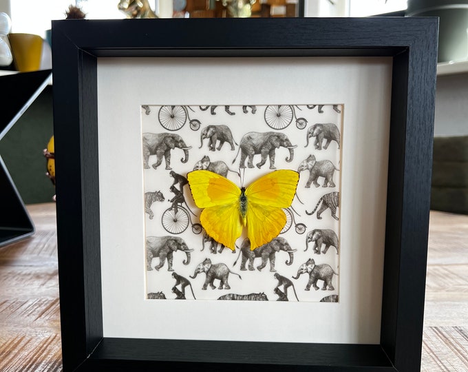 Framed real butterfly Phoebis Philea