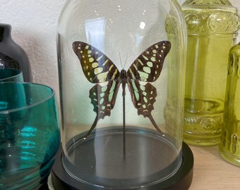 Real butterfly Graphium in dome