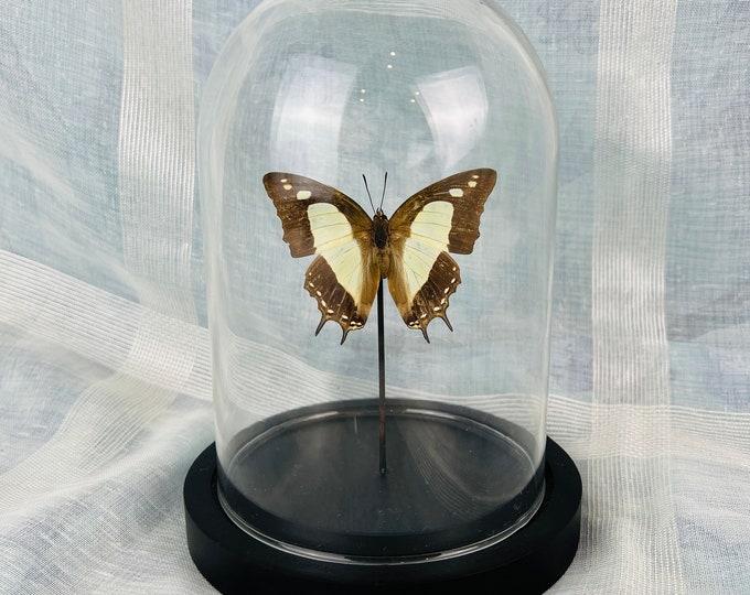 Real Butterfly Polyura Athamas Specimen in Glass Dome - Taxidermy Home Decor